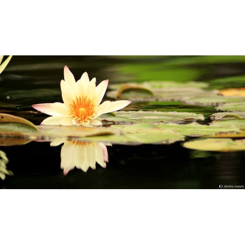 Lonely purity