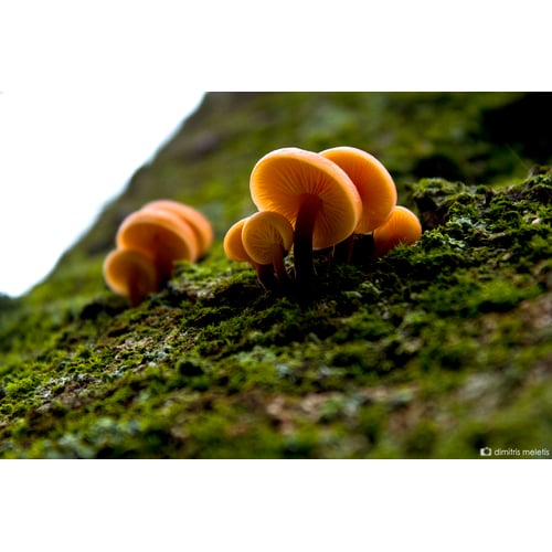 Coexistance in nature