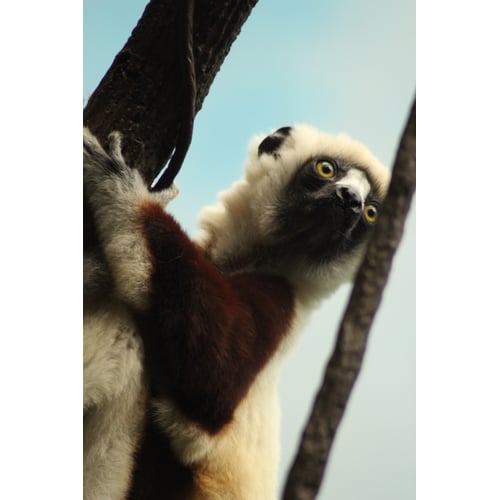 Lemur