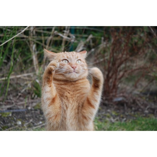 Speelende Kat