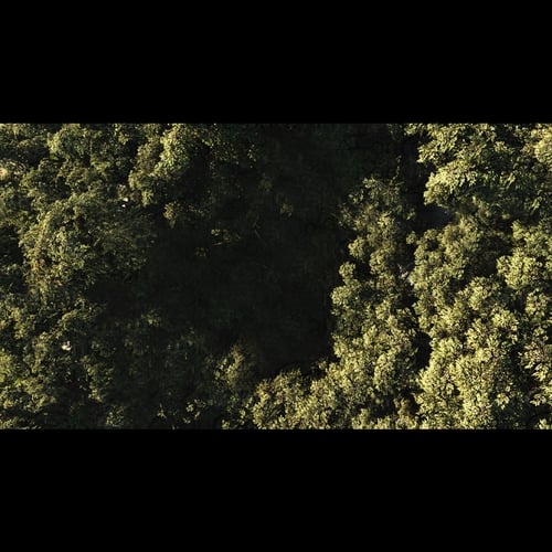 Environment