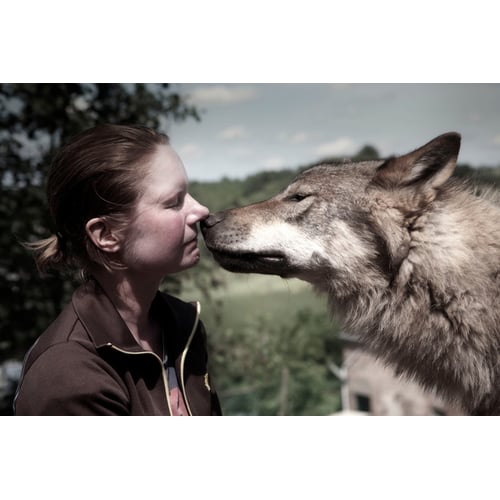 wolvenkus 