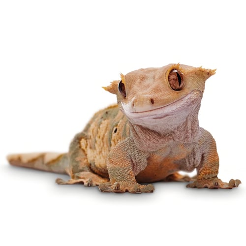 Gekko Industries