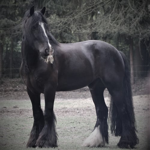 Garima Ten Hoeve