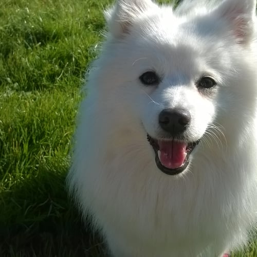 Lieve