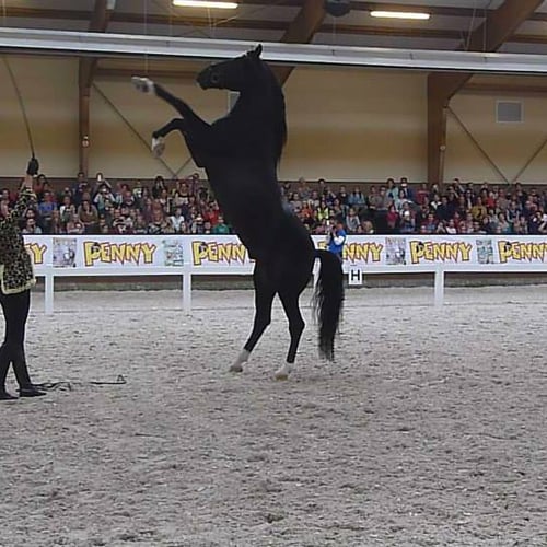 Thamar Gotthjalpsen