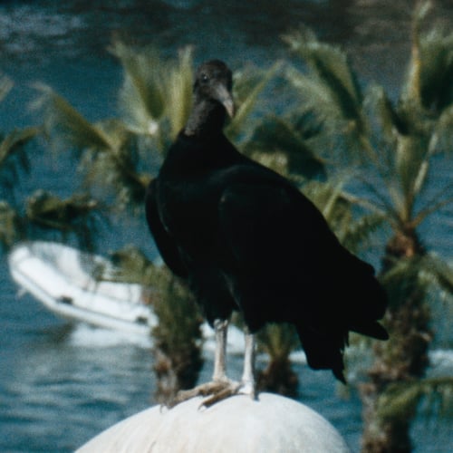 Gallinazo