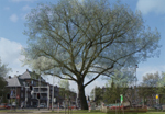 Stadsbomen